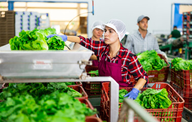 Skilled young Hispanic female worker of vegetable processing factory checking fresh green lettuce on conveyor belt of sorting production line and packing into boxes