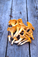 fresh chanterelle mushrooms on a wooden background © Marina