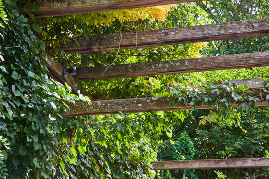 Rustic Pergola with Climbing Plants in Tranquil Garden