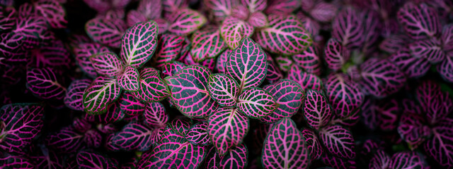 green and pink leaves close up in the detail - Powered by Adobe