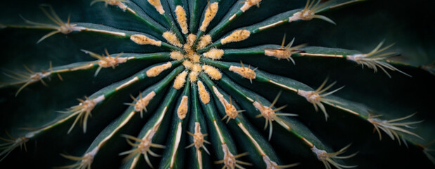cactus close up in the detail