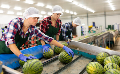 Skilled workwoman working on industrial sorting line in fruit warehouse, preparing watermelons for...