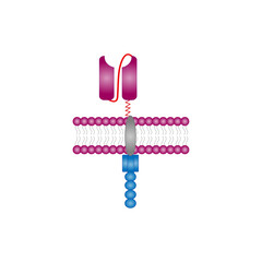 T-cell and Chimeric antigen receptor T cell ,CAR T cell, for use in immunotherapy. chemotherapy. vector illustration.