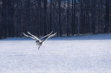 雪原の上の二羽のタンチョウの飛翔。