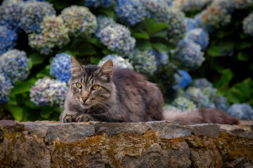 cat on the rock