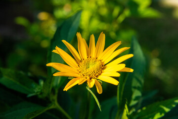 Sun Eye: Yellow Flower with Long Petals and Green Frame