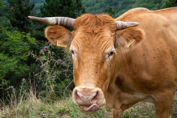 Brown cow with horns and marking licking itself in the pasture