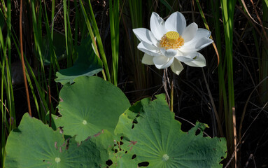 White lotus blossom in a tropical water garden