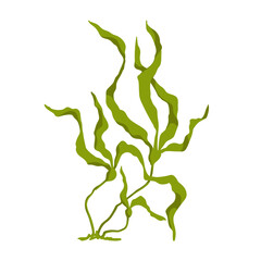 Green seaweed. Botanical element.Vector graphics.