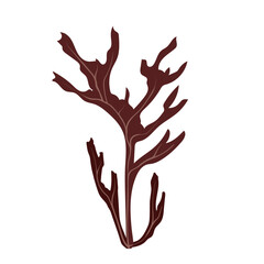 Brown seaweed. Botanical element.Vector graphics.