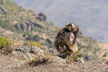 Gelada baboon family on a cliff edge, Simien mountains, Ethiopia