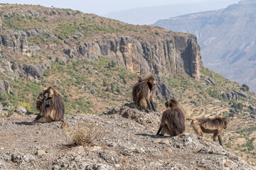 Gelada baboon family on a cliff edge, Simien mountains, Ethiopia