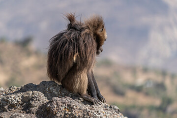 Close up of a male Gelada monkey (Theropithecus gelada) in Simien mountains, Ethiopia