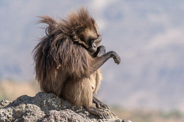 Close up of a male Gelada monkey (Theropithecus gelada) in Simien mountains, Ethiopia