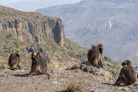 Gelada baboon family on a cliff edge, Simien mountains, Ethiopia