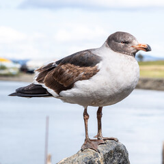 Close up of Dolphin Gull in Ushuaia Harbour, Tierra del Fuego, Patagonia, Argentina - obrazy, fototapety, plakaty