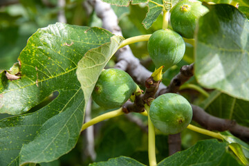 Young Figs on the Branch: Fresh Fruit and Green Foliage