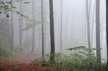 Dense fog in the forest