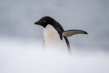 Adelie Penguin