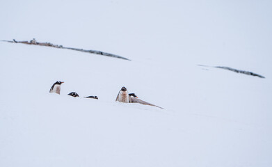Gentoo Rookery Up the Hill