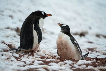 Pair of Gentoo Penguins Nesting