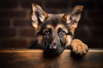 Poster Deutscher Schäferhund, Portrait Hundewelpe. Flauschiger glücklicher Welpe, Hundeglück © GreenOptix