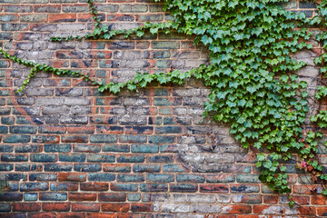 Red brick wall with faded paint and lush green ivy plant growing on right side, background asset