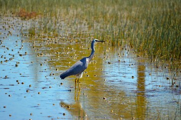 White-Faced Heron 