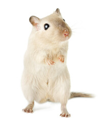 Cute beige gerbil standing on its hind legs, gazing upward with curiosity, isolated on white background.