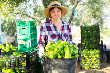 Woman gardener in straw hat carrying bucket full of fresh green pepper after harvest works outdoors.