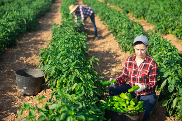 Female farmer picking ripe fresh green pepper on plantation.