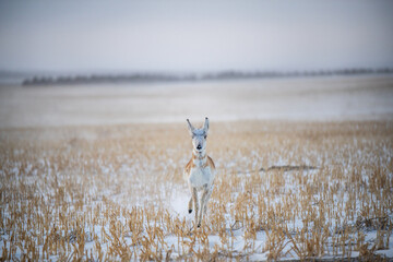 Pronghorn in Snow - 696612305