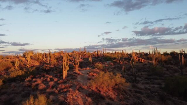 Classic Arizona Desert Landscape Drone Footage Near Sunset Time With Cactus 