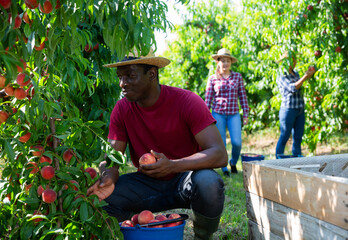 focused African American farmer harvests peaches in an orchard. High quality photo