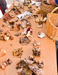mycological day many types of mushrooms on a table. collection northern spain