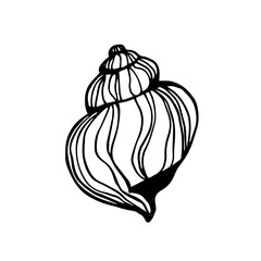 Sketch,doodle of decorative seashell.Vector graphics.