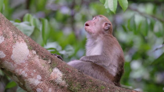 a side view of a long-tailed macaque sitting on a branch of a rainforest tree at bukit lawang on the island of sumatra, indonesia