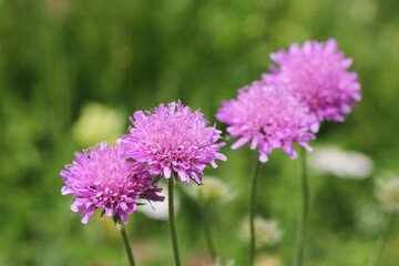 Alps flora: Pink mist (Scabiosa columbaria) growing on road side