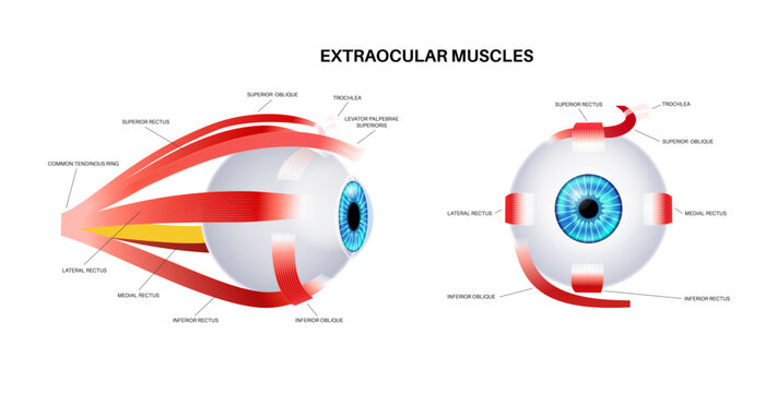 Extraocular muscles anatomy