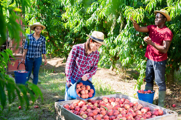 Positive female farmer preparing ripe peaches for transportation on fruit farm