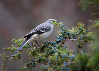 mockingbird in cedar tree with berry