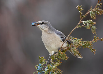 mockingbird on perch with berry