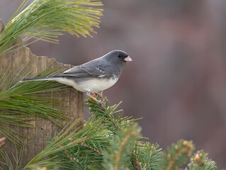 junco songbird with pine tree