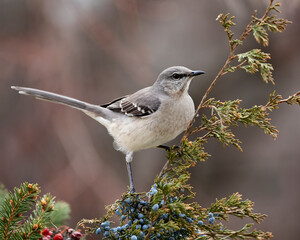 mockingbird on perch