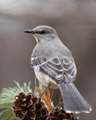 mockingbird on perch