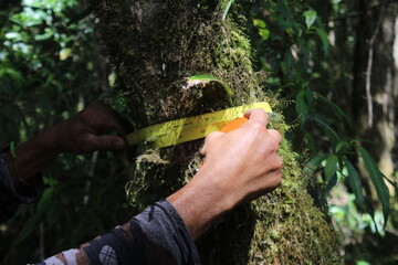 Biologist measuring a tree diameter