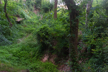 Bosque de Santa Ana, Colonia, Uruguay