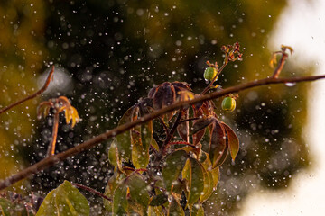 Sprinkling water on a green plant in the garden with blurred background