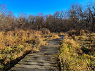 Wooden boardwalk through marsh swampland