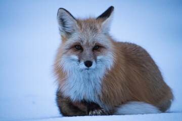 Winter Fox - 696622753